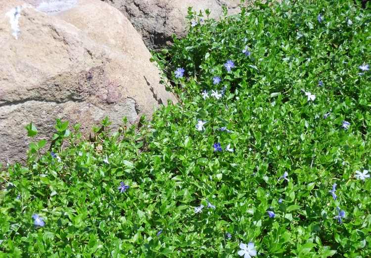 evergreen-groundcover-Vinca-vytrvalý-rýchlo rastúci