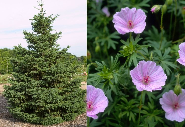 Vysádzanie žeriavov pod jedľou Nápady na vždyzelený pôdny porast pod ihličnanmi