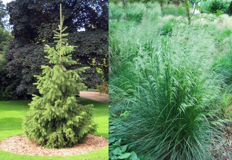 Výsadba pod smrekom Trávniky ako pôdny kryt pre hlboký tieň pod ihličnanmi