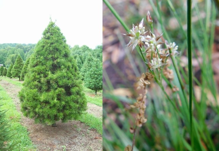 Podhubie ihličnanov, čo rastie pod borovicovými rímsami