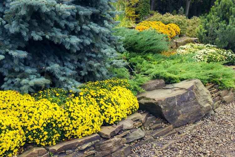 Zemný kryt pre predný dvor, vždyzelený a odolný