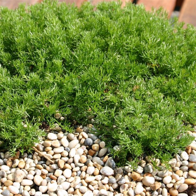 Protišmykový zemný kryt pre tieň Výsadba rímskeho koberca harmančeka