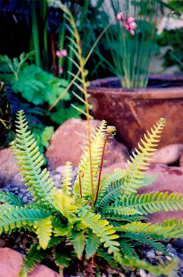 záhradný dizajn moderný dizajn papradie rastliny