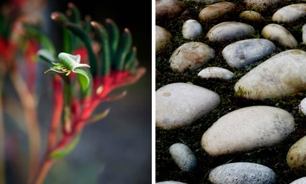 textúra záhradný dizajn kamene chodník druhy rastlín