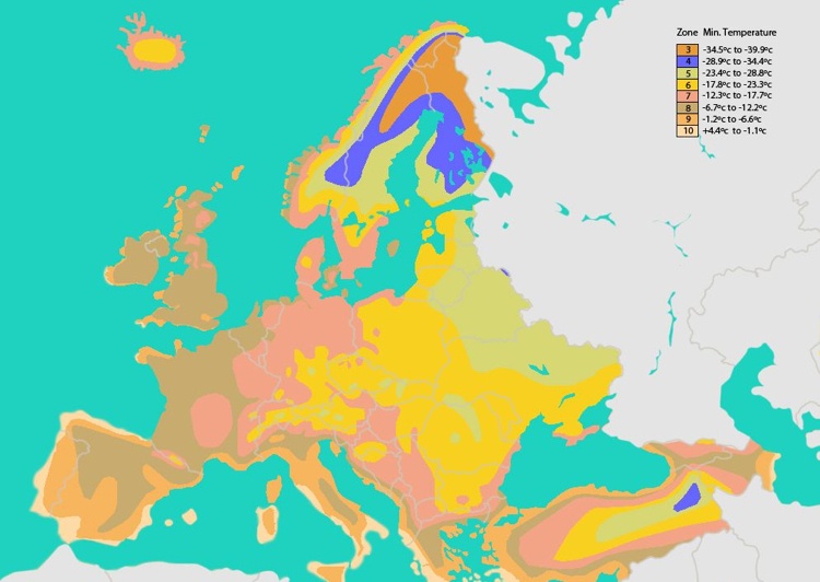 Pestovanie zázvoru vonku nie je v Nemecku možné