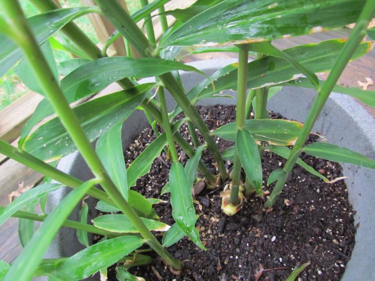 Zázvorovú rastlinu v kvetináči zalejte intenzívne raz za týždeň