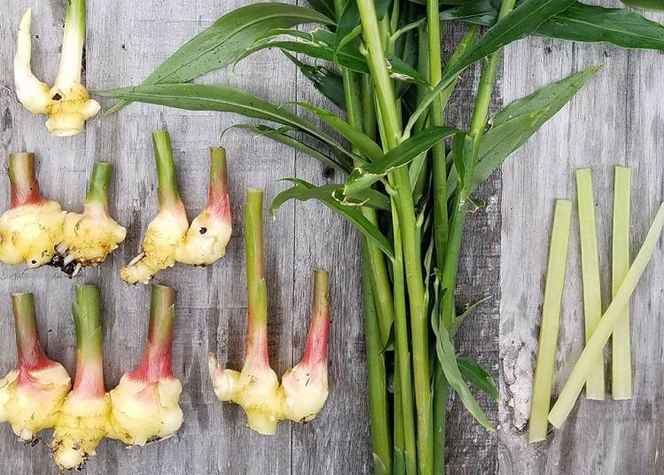 Môžu sa použiť listy a stonky zázvoru