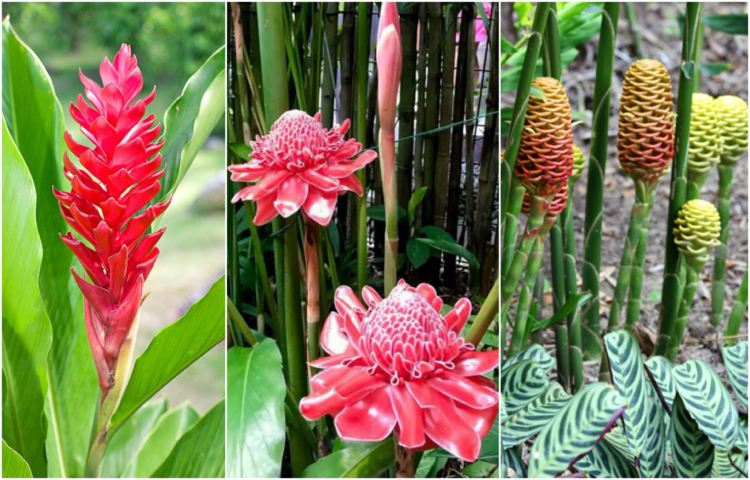 kvitnúce odrody zázvoru z trópov