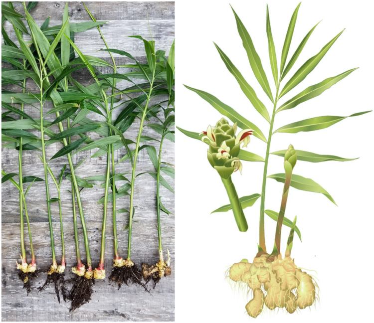 Jedlé sú aj listy a kvety zázvoru