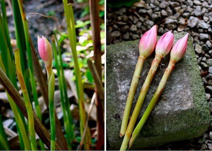 jedlý zázvorový zázvor