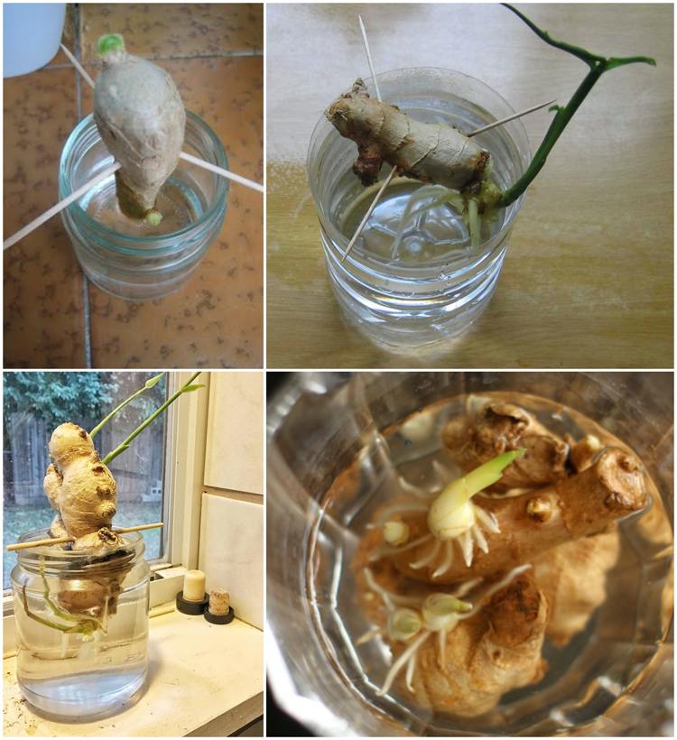 Pestovanie zázvoru vo vode