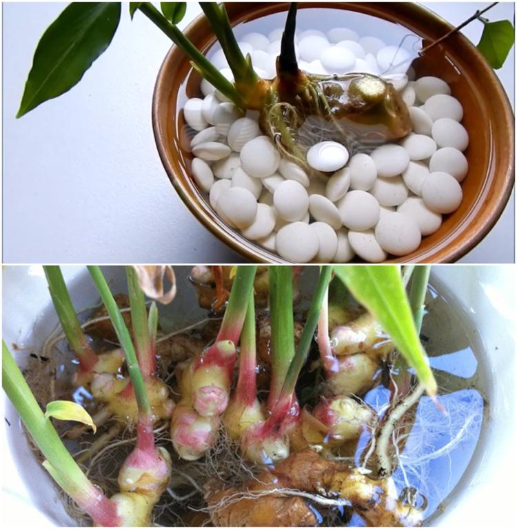 Vypestujte si zázvor sami v hrnci s vodou