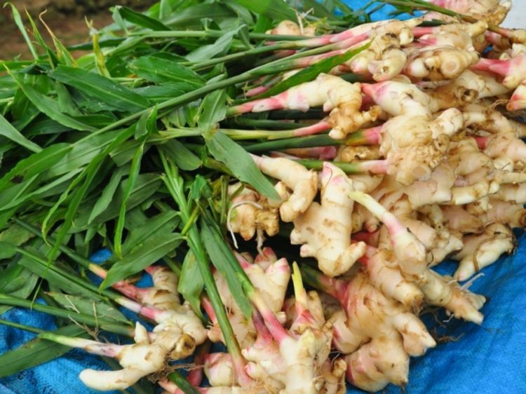 Pestovanie a zber rastlín zázvoru