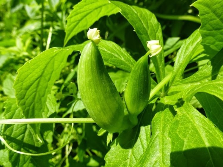 Cigigigová uhorka Inca na organizmus a urobte si domáce nápravné opatrenia sami