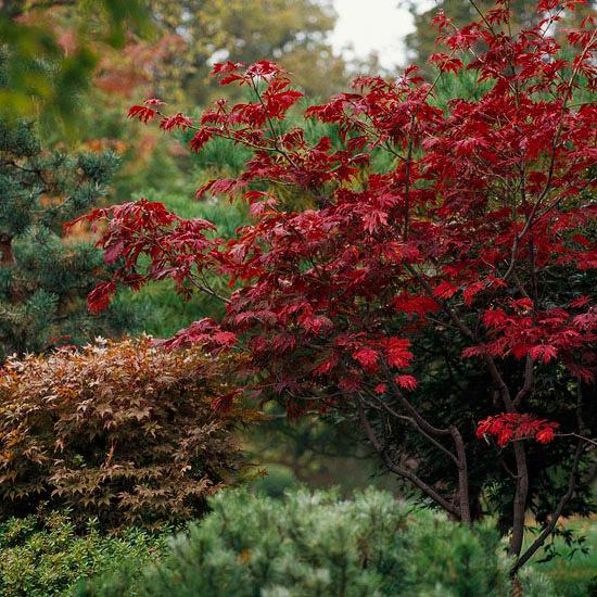 druh japonského javora červený ker Zelená kaskáda