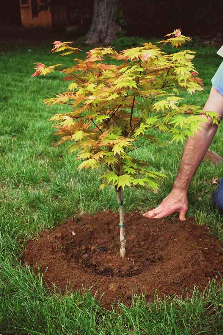 Japonský javorový druh Autumn Moon