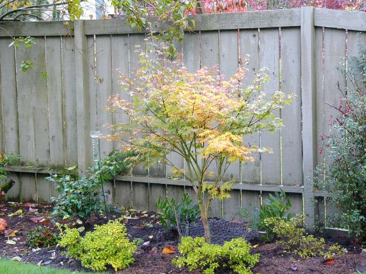 japonský červený javor zelený žltý hogyoku