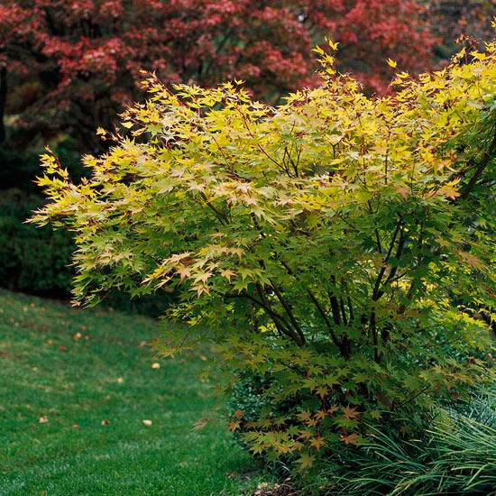 Japonský okrasný javorový ker zelený Beni Kawa