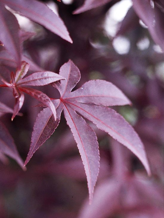 Japonský javor druh-platan-purpurový-list-cisár-1