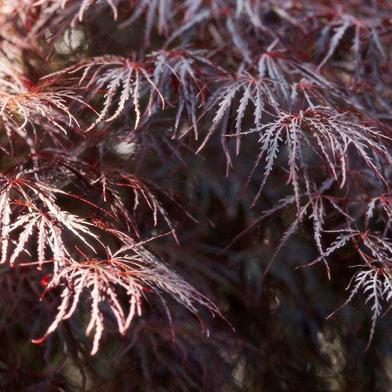 druh červený javor purpurová karmínová kráľovná