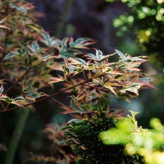 Japonský javor druh-záhrada-Beni-Schichihenge