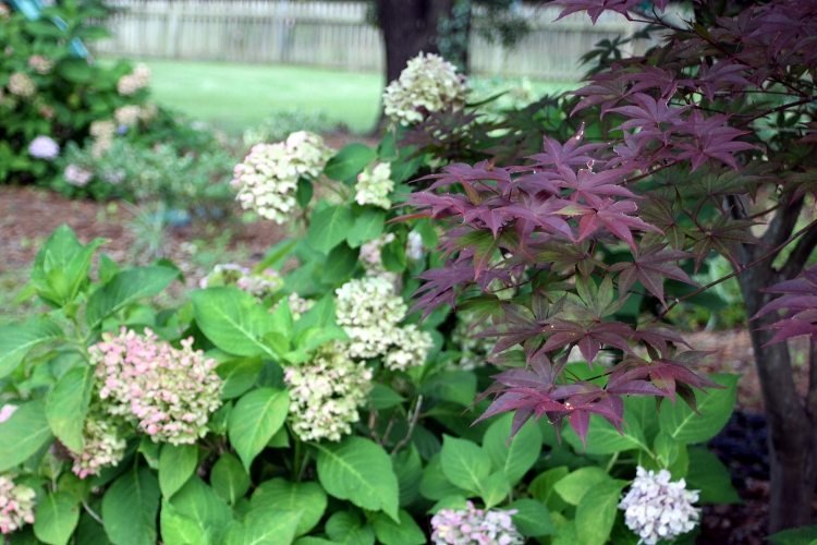 japonsko-platan-záhrada-ružová-hortenzie