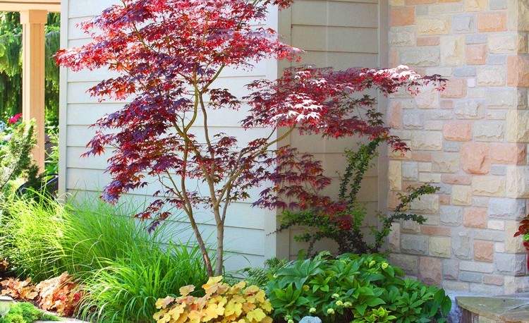 japonsko-javorové-jesenné-okrasné-trávne-trvalky