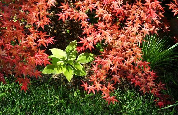 japonsko-javorovo-červená-jeseň-funkia-hosta