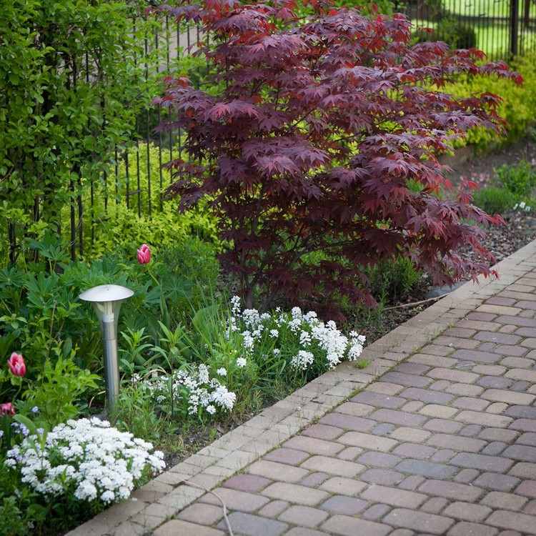 japonsko-javorovo-červeno-odfarbené-jesenné