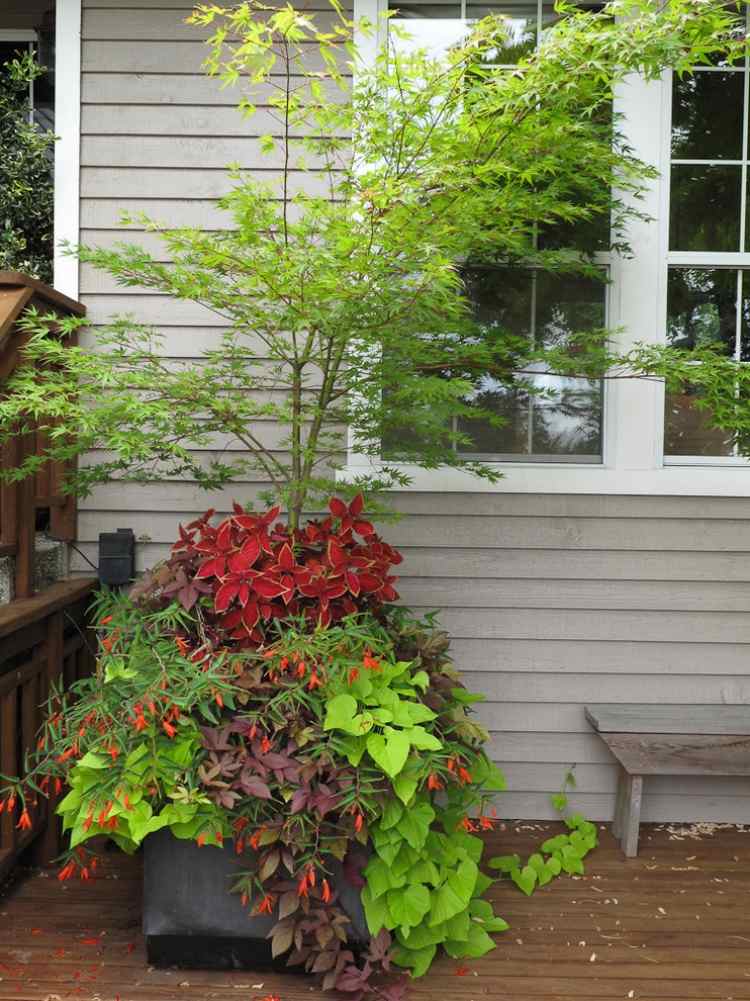 japonský javorový vedierko nápady na rastliny-žihľava-sladké zemiaky-vinič-begónia-táborák