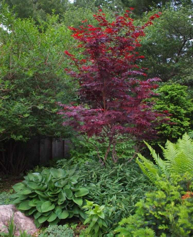 červeno-japonské-javorové-záhradné-zelené-funkien-papradie
