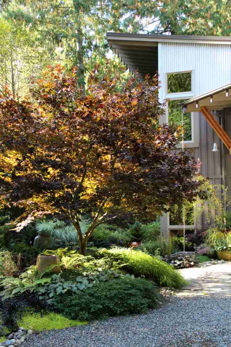 japonsko-javorovo-purpurovo-listnaté-papradie-pôdopokryvné-rastliny