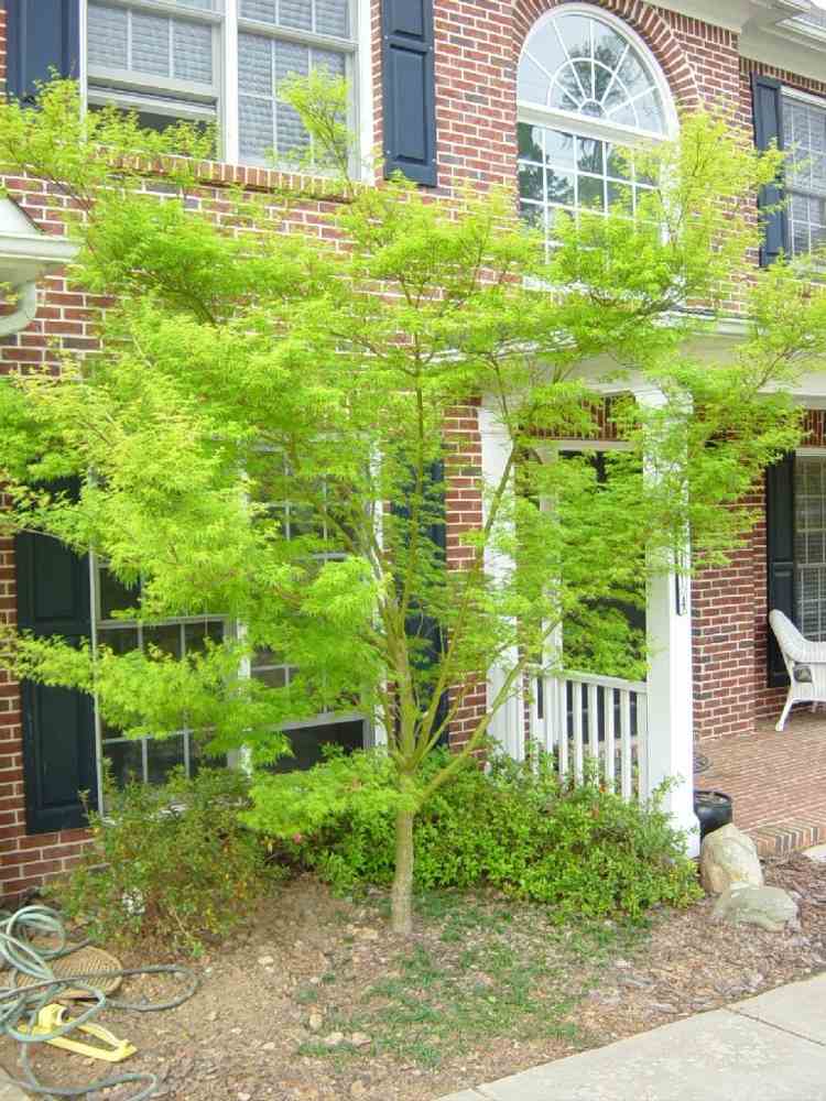 japonský-javorový-záhradný-seiryu-svetlo-zelený-list-pekný