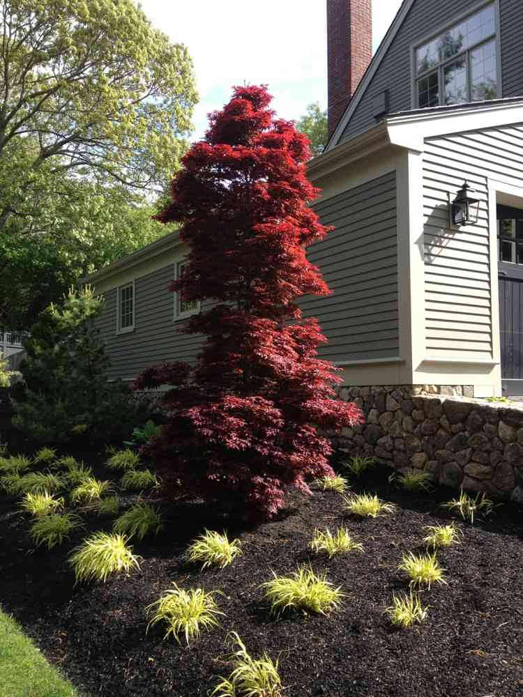 japonský-javorový-záhradný-twombly-červený-sentinelový stĺpik-tvarovaný záhon-graeser
