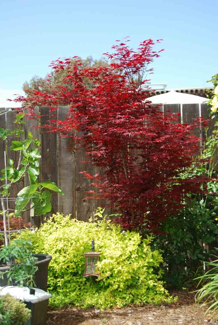 lampa s japonskou javorovou záhradou a ochranou osobných údajov