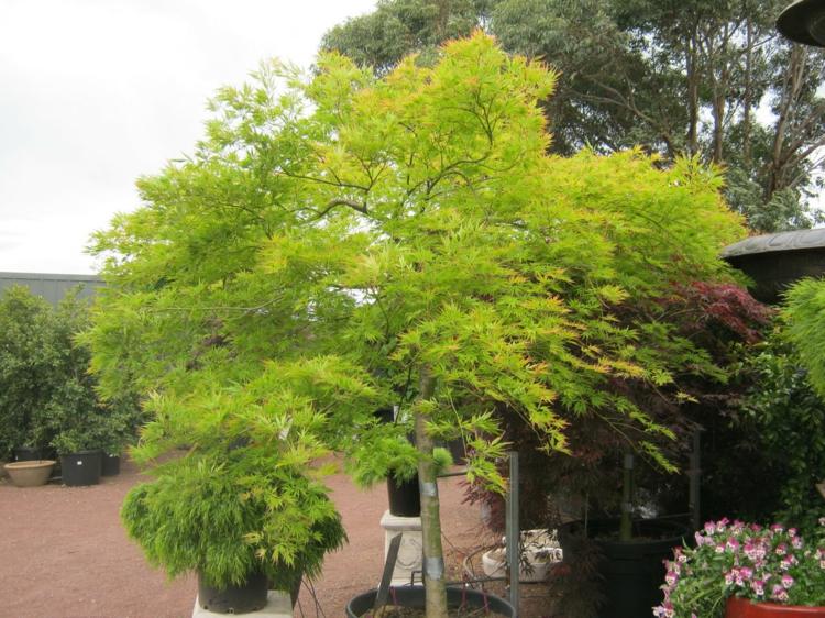 japonský-javorový-záhradný-klíčený-gyration-zeleň-zelený-prízvuk