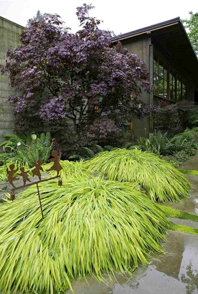 japonský javor v záhrade tmavo-bordeaux-graeser-zeleno-ušľachtilá červená dekorácia