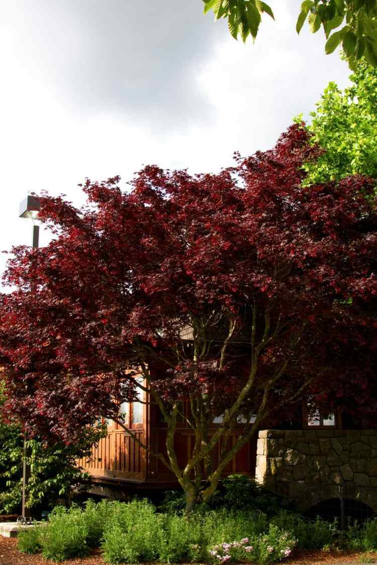 japonský javor v záhrade tmavočervené listy jesenný dizajn
