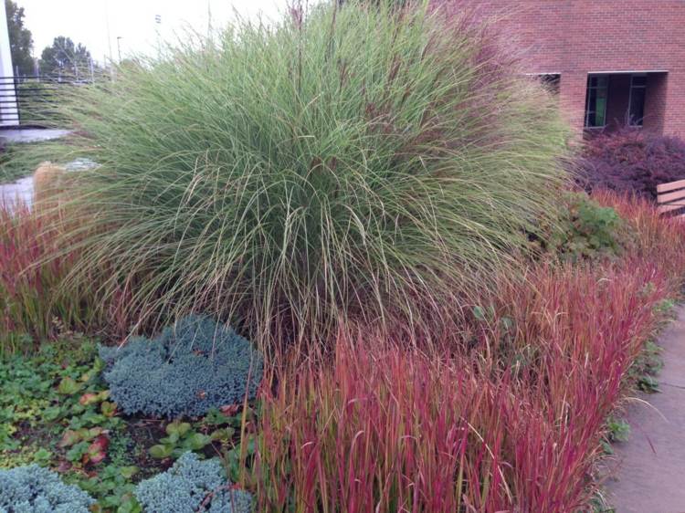 japonska-krvava-zahradna-zahradna-postel-myslienka-zemna-pokryva-rastlina