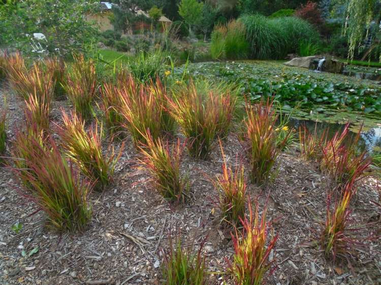 japonsko-krvilacna-zahrada-idea-ekologizacia-skupina-jazierko-krajina