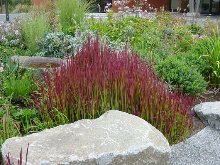 japonská krvavá tráva v záhrade záhon-zelená-rastlina-kamene-dekorácia-pekná