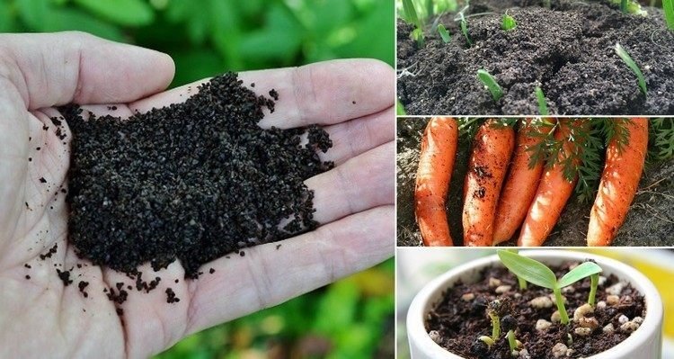 V záhrade použite kávovú usadeninu. Urýchlite rast mrkvy
