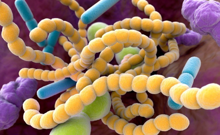 Orálne baktérie sa po ošetrení kazu opäť tvoria ako streptokoky