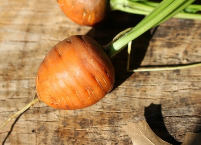 okrúhla mrkva rastliny odrody koreňová zelenina tipy na starostlivosť záhrada