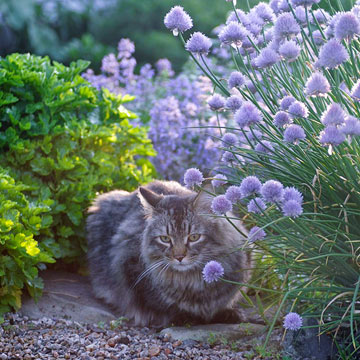 stredne informované mačky v záhrade prostriedok proti záhrade mačiek