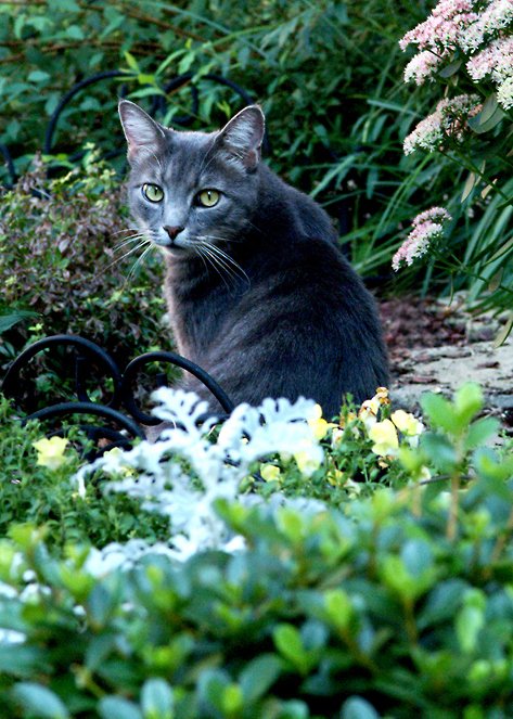 záhrada mačiek znamená odradiť odstrašiť mačky v záhrade