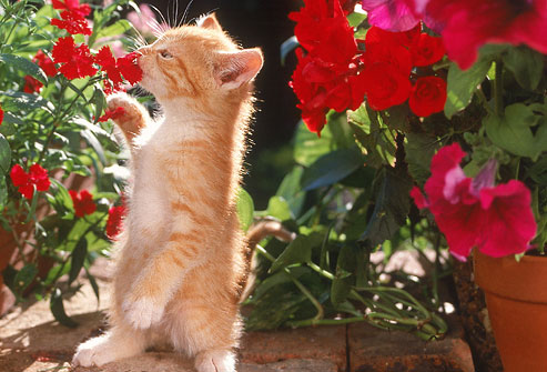 Uchovávajte mačky mimo záhradného záhradníka Tipy na záhradníctvo Uchovávajte mačky mimo tipov záhradného záhradníka