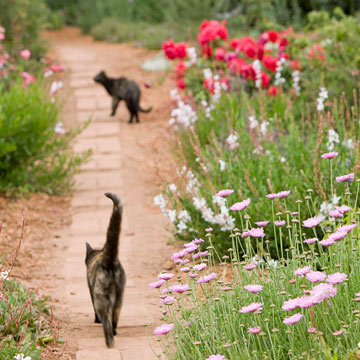 tipy proti záhradníctvu mačiek