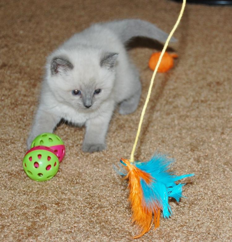 perie mačka rybárske loptičky kat
