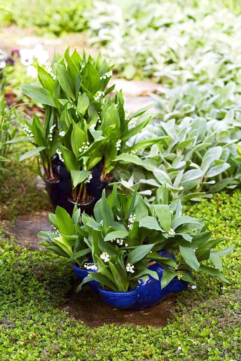 Navrhnite záhradu v kvetináči s nápadmi na výsadbu konvalinky